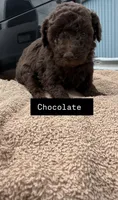 Chocolate , a male Poodle - Toy  for sale in Bristow, VA – 1 of 1