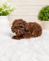 Cocoa, a male Poodle - Toy  for sale in Bristow, VA – 1 of 1