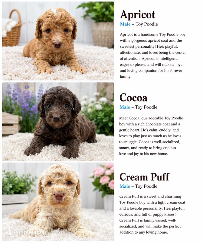 Apricot,cocoa,cream puff – Poodle - Toy  puppy for sale in Bristow, VA
