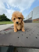 Cookie , a male Poodle - Toy  for sale in Bristow, VA – 2 of 3