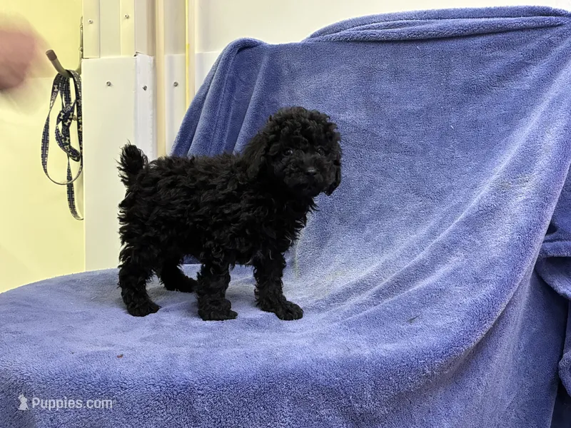 Smokey – Poodle - Toy  puppy for sale in Bristow, VA