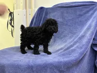 Smokey, a male Poodle - Toy  for sale in Bristow, VA – 1 of 2