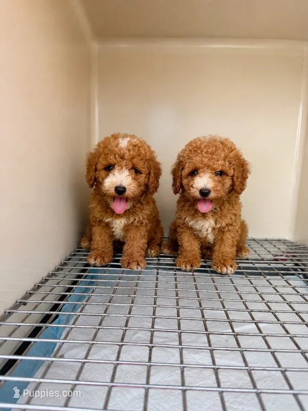 Teddy – Poodle - Toy  puppy for sale in Bristow, VA