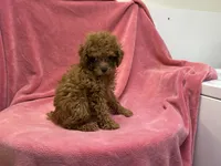Brown, a female Poodle - Miniature  for sale in Bristow, VA – 2 of 2