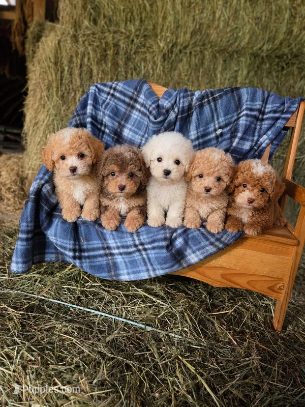 Check the description – Poodle - Toy  puppy for sale in Bristow, VA