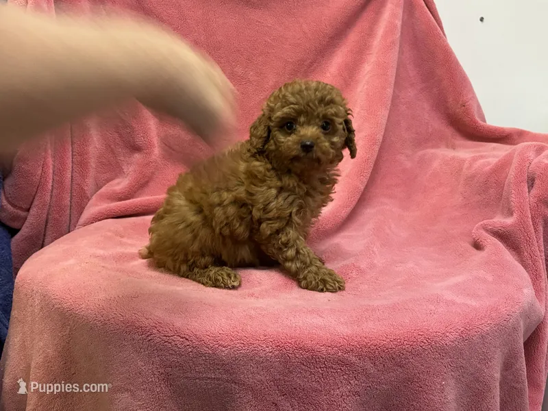 Brown – Poodle - Miniature  puppy for sale in Bristow, VA