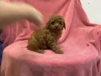 Brown, a female Poodle - Miniature  for sale in Bristow, VA – 1 of 2