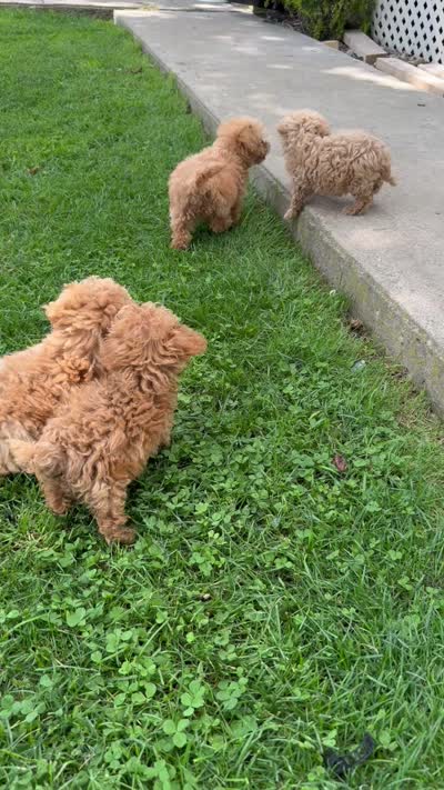 N/a, a male Poodle - Toy  for sale in Manassas, VA – 2 of 2