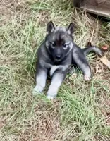 Trakr, a male Siberian Husky for sale in Union, MS – 5 of 9