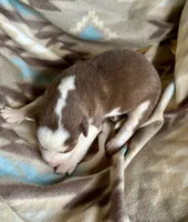 Beth, a female Siberian Husky for sale in Union, MS – 6 of 9