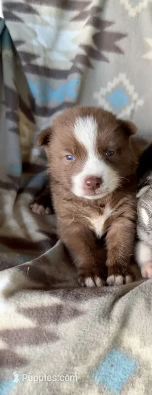 Max – Siberian Husky puppy for sale in Union, MS