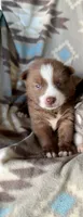 Max, a male Siberian Husky for sale in Union, MS – 1 of 6