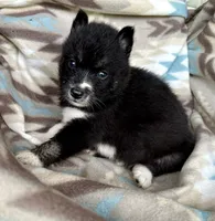 Jacob, a male Siberian Husky for sale in Union, MS – 4 of 5