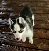 Carter , a male Siberian Husky for sale in Union, MS – 9 of 10