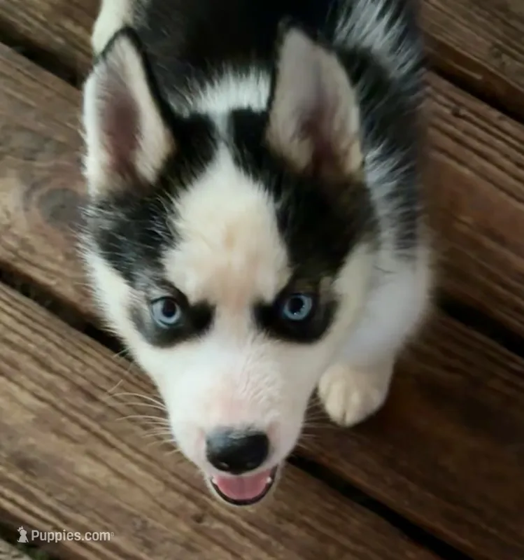 Carter  – Siberian Husky puppy for sale in Union, MS