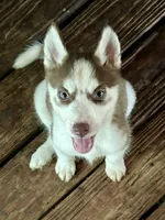 Beth, a female Siberian Husky for sale in Union, MS – 10 of 10