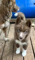 Sundancer, a male Siberian Husky for sale in Union, MS – 5 of 10