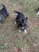 Kaiser, a male Siberian Husky for sale in Union, MS – 4 of 4