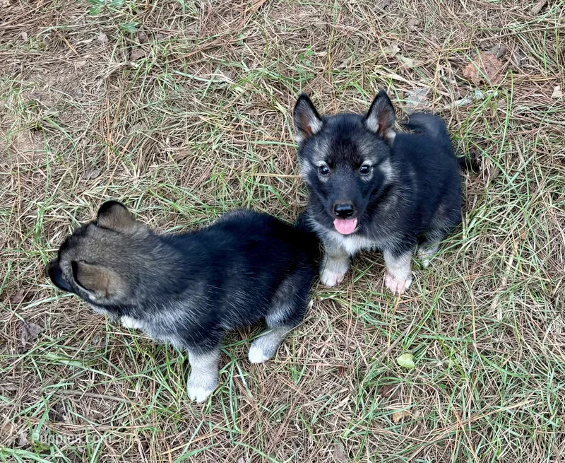 Satchmo – Siberian Husky puppy for sale in Union, MS