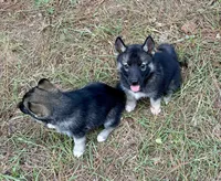 Satchmo, a male Siberian Husky for sale in Union, MS – 1 of 3
