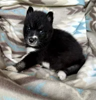 Jacob, a male Siberian Husky for sale in Union, MS – 2 of 5