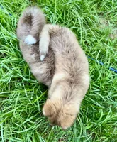 Arrow, a male Siberian Husky for sale in Union, MS – 3 of 10