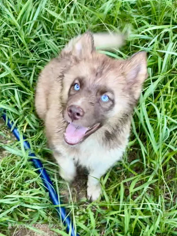 Arrow – Siberian Husky puppy for sale in Union, MS