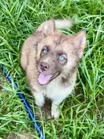 Arrow, a male Siberian Husky for sale in Union, MS – 1 of 10