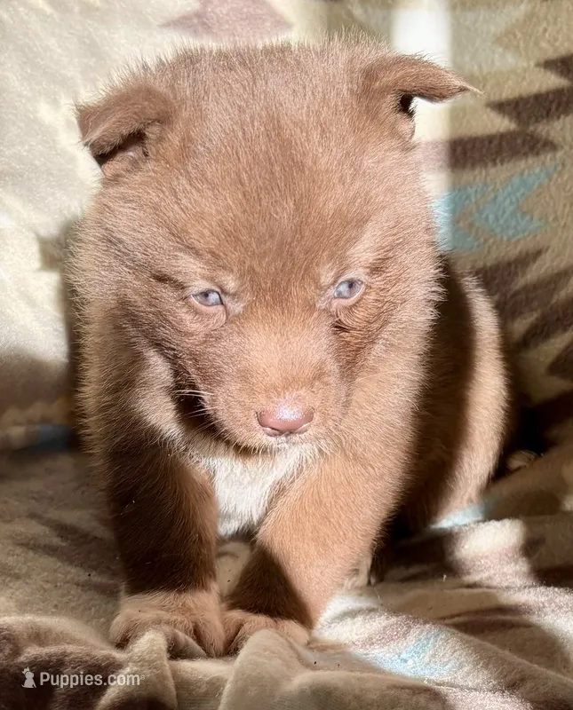 Rayna – Siberian Husky puppy for sale in Union, MS