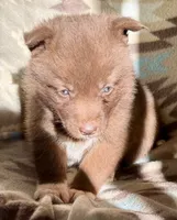 Rayna, a female Siberian Husky for sale in Union, MS – 1 of 5