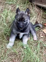 Trakr, a male Siberian Husky for sale in Union, MS – 2 of 9