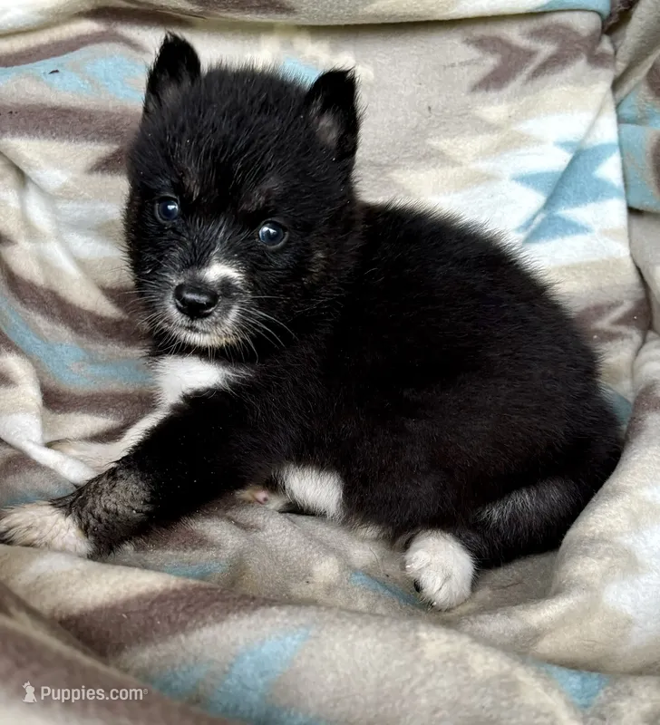 Jacob – Siberian Husky puppy for sale in Union, MS