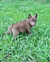 Lyra, a female Siberian Husky for sale in Union, MS – 4 of 10