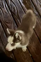 Beth, a female Siberian Husky for sale in Union, MS – 4 of 10