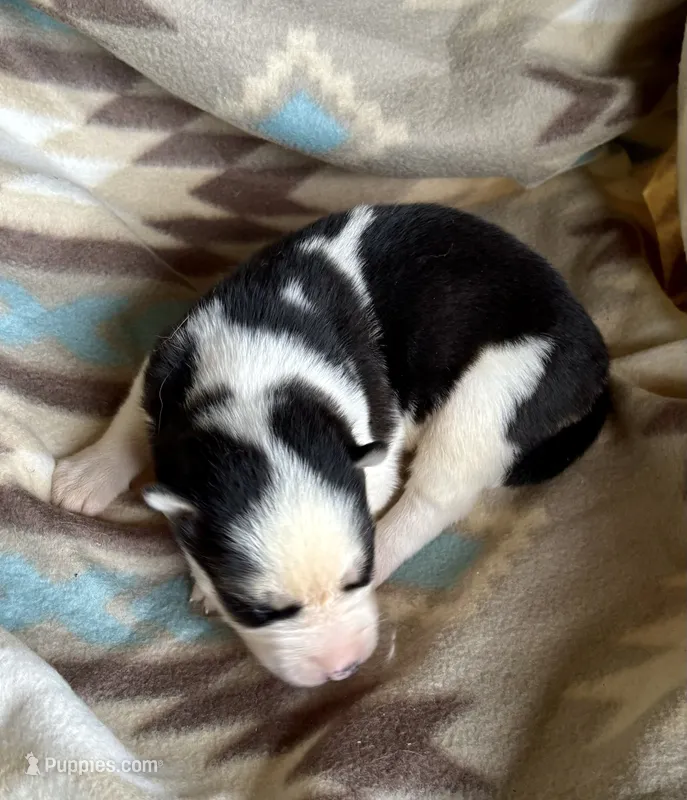 Carter  – Siberian Husky puppy for sale in Union, MS