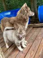 Arrow, a male Siberian Husky for sale in Union, MS – 4 of 10