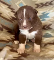 Sundancer, a male Siberian Husky for sale in Union, MS – Photo 3 of 7