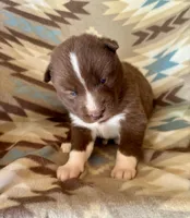 Sundancer, a male Siberian Husky for sale in Union, MS – Photo 6 of 7