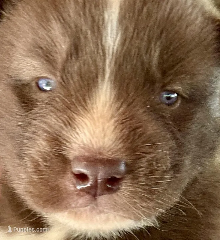 Sundancer – Siberian Husky puppy for sale in Union, MS