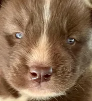 Sundancer, a male Siberian Husky for sale in Union, MS – Photo 1 of 7