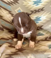 Sundancer, a male Siberian Husky for sale in Union, MS – Photo 5 of 7