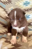 Sundancer, a male Siberian Husky for sale in Union, MS – Photo 4 of 7