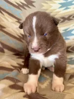 Sundancer, a male Siberian Husky for sale in Union, MS – Photo 7 of 7