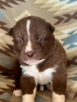 Sundancer, a male Siberian Husky for sale in Union, MS – Photo 2 of 7