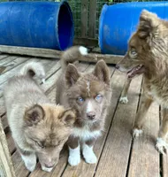 Sundancer, a male Siberian Husky for sale in Union, MS – 10 of 10