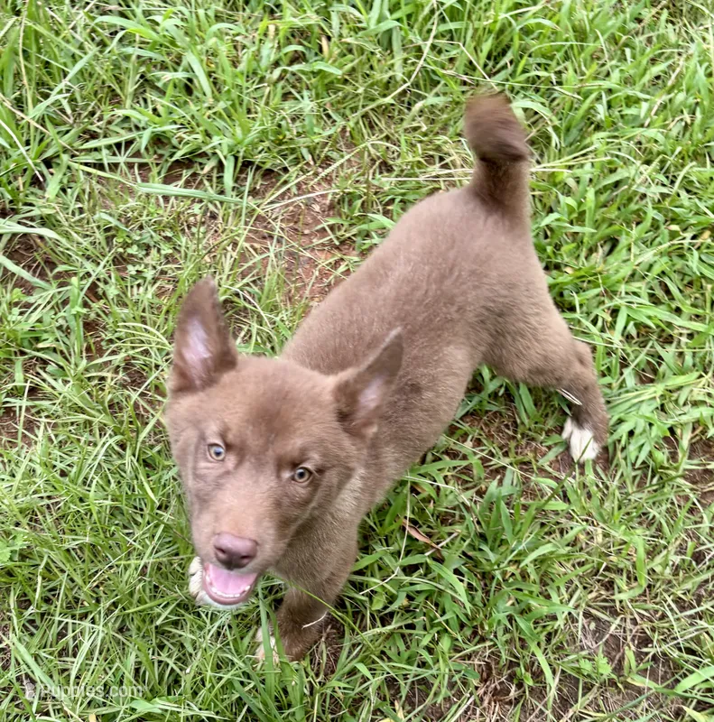 Aldric – Siberian Husky puppy for sale in Union, MS