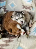 Max, a male Siberian Husky for sale in Union, MS – 5 of 6