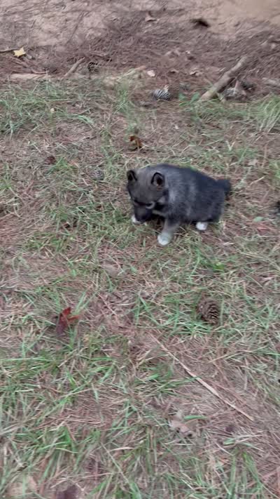 Trakr, a male Siberian Husky for sale in Union, MS – 9 of 9