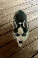 Carter , a male Siberian Husky for sale in Union, MS – 7 of 10