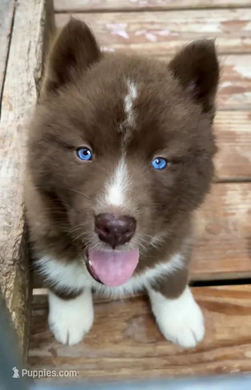 Sundancer – Siberian Husky puppy for sale in Union, MS